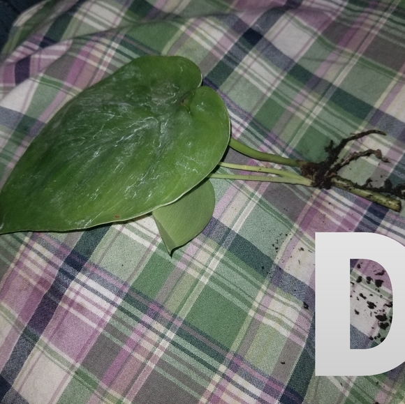 Philodendron cordatum - Picture 3 of 4